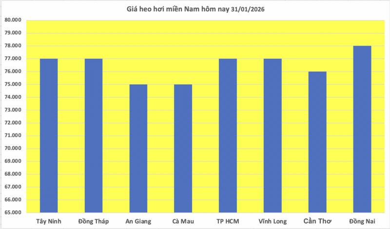 Giá heo hơi hôm nay 31/1/2026: Giảm đồng loạt tại miền Bắc - 3