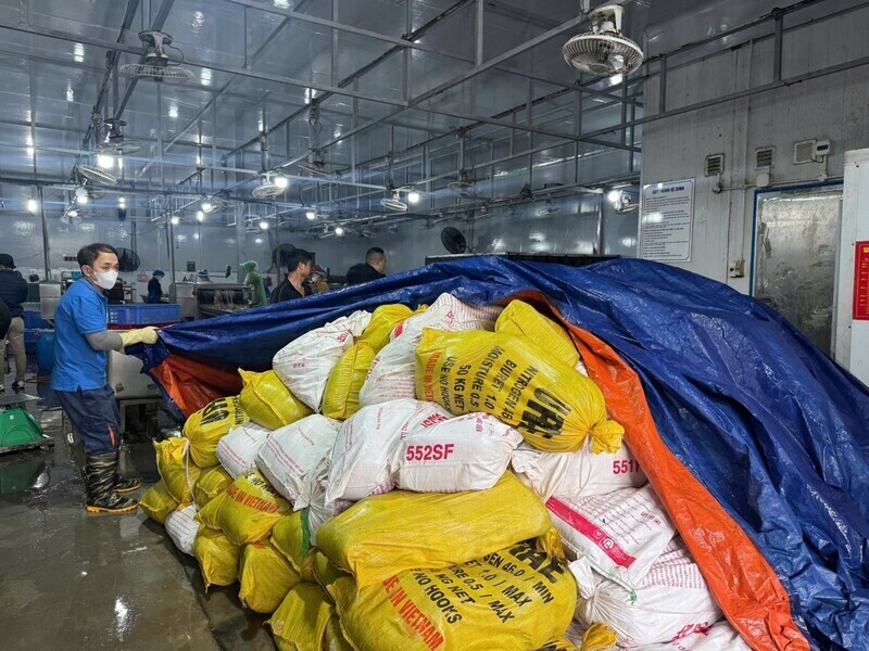 Hơn 60 tấn lòng lợn không rõ nguồn gốc được phát hiện, tạm giữ kịp thời. Ảnh: Văn Thi