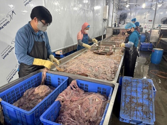 Một lượng lớn lòng lợn đang trong quá trình sơ chế. Ảnh: Văn Thi