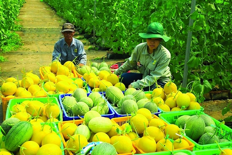 Sự đồng hành của người nổi tiếng giúp kết nối niềm tin người tiêu dùng với nhà vườn, mở hướng đi bền vững cho nông nghiệp Việt. Ảnh minh họa