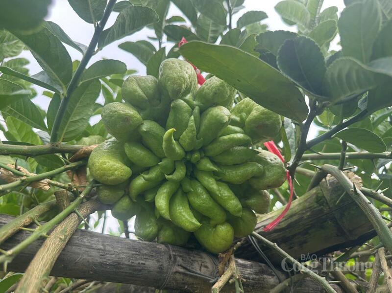 Phật thủ là loại quả được nhiều người chọn để trưng bày bàn thờ tổ tiên dịp Tết.