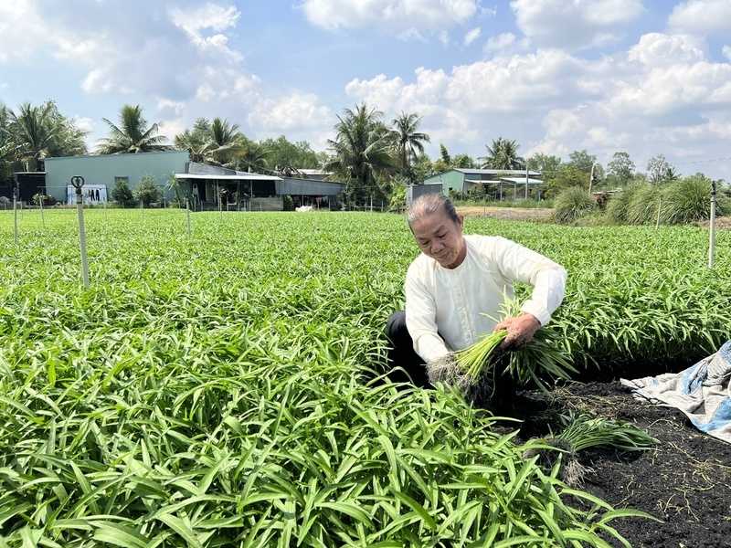 Cần Thơ ổn định thị trường và mang lại mùa Tết đủ đầy cho người sản xuất lẫn người tiêu dùng.