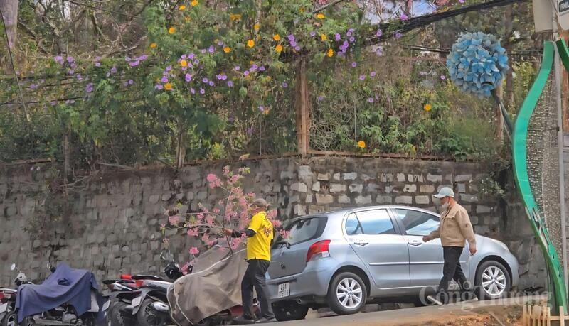 Người đàn ông mặc áo vàng ôm cành hoa mai anh đào (nghi bị chặt phá) từ trong khu vực nhà công vụ tỉnh Lâm Đồng đi ra ngoài. Ảnh: Lê Sơn