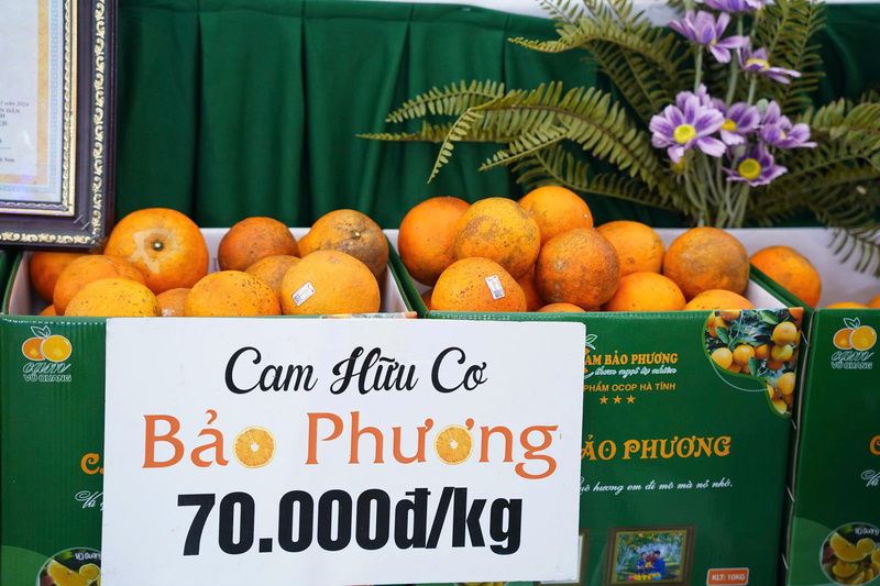 Cam Bảo Phương đạt chứng nhận OCOP 3 sao. Ảnh: Mai Linh