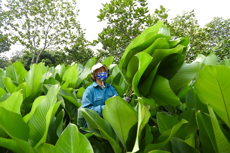 Ông Nguyễn Hữu Huy - Trưởng thôn Tràng Cát cho biết, hiện nay diện tích trồng lá dong của địa phương đã thu hẹp so với trước, chỉ còn khoảng 30 ha. Tuy nhiên, nghề trồng lá dong vẫn được duy trì tương đối ổn định với khoảng 500 hộ dân, gần như 100% số hộ trong thôn gắn bó với cây lá dong, coi đây là nghề truyền thống lâu đời.