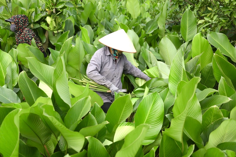 Theo trưởng thôn, làng Tràng Cát đã có hơn 600 năm gắn bó với nghề trồng lá dong, vì vậy “nhắc đến lá dong là người ta nghĩ ngay đến Tràng Cát”. Lá dong nơi đây có màu xanh tự nhiên, bề mặt bóng, khi gói bánh chưng giúp bánh có màu xanh đẹp, dễ bóc, không dính, không nhớt và có mùi thơm đặc trưng. “Cùng một giống lá dong nhưng trồng ở nơi khác thì chất lượng không thể bằng Tràng Cát do khác thổ nhưỡng và nguồn nước” - ông Nguyễn Hữu Huy chia sẻ.