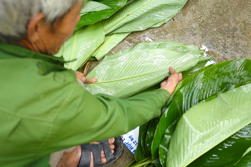 Người dân địa phương cho biết, Tràng Cát chỉ trồng và thu hoạch lá dong nếp. Loại lá này khi nấu bánh chưng giữ được màu xanh tươi, giúp bánh dẻo, thơm và bắt mắt. Ngược lại, nếu sử dụng lá dong tẻ, bánh chưng sau khi chín dễ bị thâm màu, không đạt yêu cầu về thẩm mỹ.