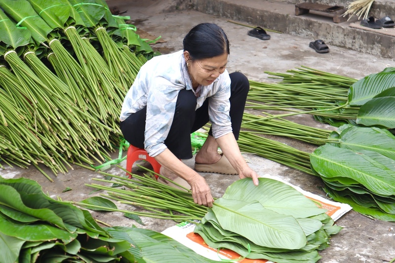 Gắn bó hơn 20 năm với nghề, bà Phan Thị Toàn (xã Thanh Oai, Hà Nội) chia sẻ, vào dịp cao điểm sát Tết, mỗi ngày bà có thể thu hoạch từ 6.000 đến 10.000 lá dong. “Nhờ vào vụ Tết, thu nhập của gia đình cũng ổn định hơn, đủ để trang trải chi tiêu và chuẩn bị cho năm mới”, bà Toàn nói.