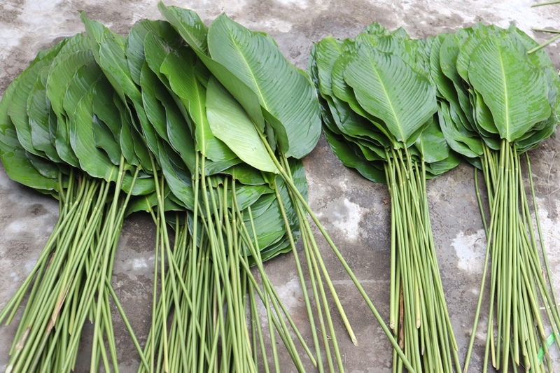 Hiện nay, một bó lá dong loại to, đẹp có giá dao động từ 130.000 - 250.000 đồng/bó 100 lá. Loại nhỏ có giá khoảng 60.000 - 80.000 đồng/bó 100 lá, tùy thời điểm và chất lượng.