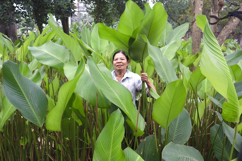 Với lịch sử hình thành và phát triển hàng trăm năm, làng Tràng Cát được xem là một trong những “thủ phủ” lá dong lớn nhất miền Bắc. Mỗi dịp Tết đến, làng nghề lại rộn ràng không khí thu hoạch, cung ứng lá dong cho thị trường Hà Nội và nhiều tỉnh, thành lân cận.