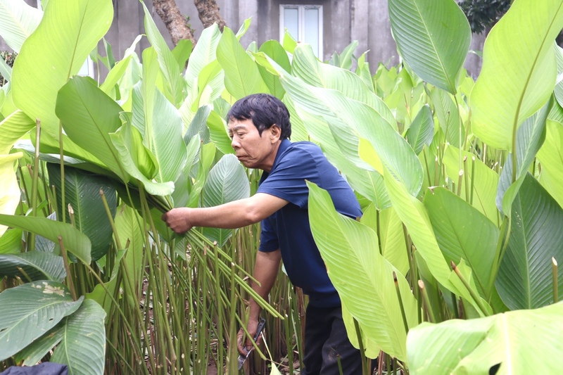 Thu hoạch lá dong là công việc đòi hỏi nhiều công sức và sự tỉ mỉ. Người cắt phải lách sâu vào từng bụi cây, lựa chọn từng tàu lá đạt chuẩn, cắt khéo léo để không làm rách hay dập lá. “Mỗi chiếc lá đều phải cắt cẩn thận, giữ nguyên bản lá thì thương lái mới mua với giá cao”, ông Nguyễn Hữu Hải - người trồng lá dong lâu năm tại xã Thanh Oai cho biết.