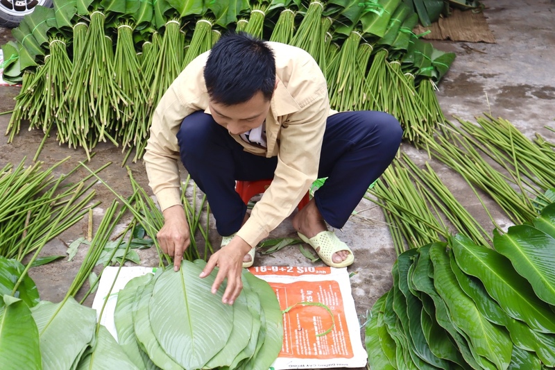 Không chỉ hiện diện trên mâm bánh chưng của người dân Hà Nội và các tỉnh lân cận, lá dong Tràng Cát còn theo chân thương lái Liên Minh Truyền Thông Và Game Giải Trí Top 1 ra nước ngoài, góp phần giữ gìn hương vị Tết quê hương đối với cộng đồng người Việt xa xứ.