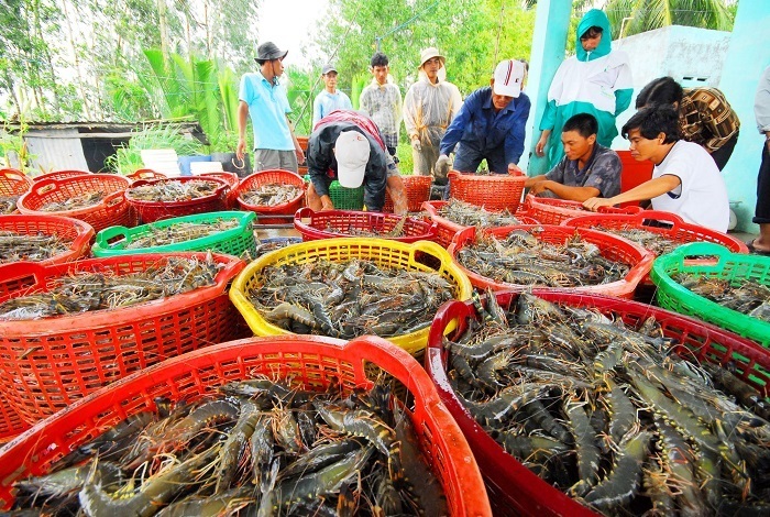 Sản lượng thủy sản của Cà Mau tháng 1/2026 đạt 85.000 tấn, tăng 5,3% so cùng kỳ. Ảnh minh họa