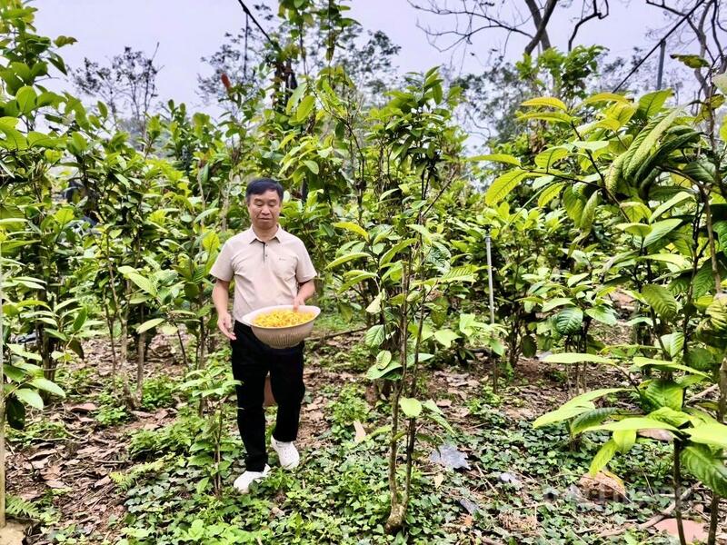 Mỗi hecta trà hoa vàng mang lại doanh thu trên 1 tỷ đồng mỗi năm, trở thành cây trồng chủ lực mới, góp phần nâng cao thu nhập cho người dân vùng núi Tam Đảo.