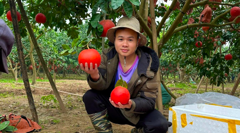 Khi chín, bưởi Đông Cao đổi sang màu đỏ. Ảnh: Bưởi đỏ Đông Cao