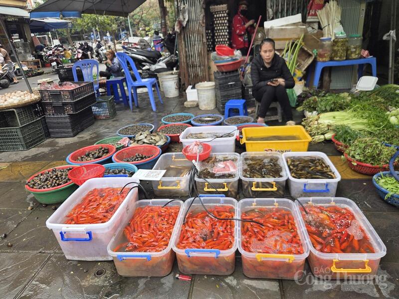 Cá chép đỏ được đưa về các chợ dân sinh với số lượng dồi dào, đa dạng kích cỡ, đáp ứng nhu cầu cúng ông Công ông Táo của người dân.
