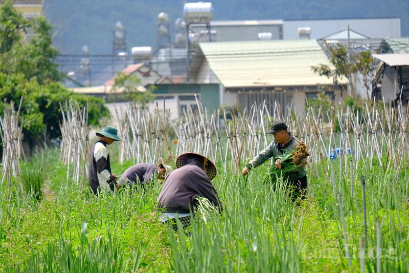 Người dân thu hoạch hoa. Ảnh: Lê Sơn