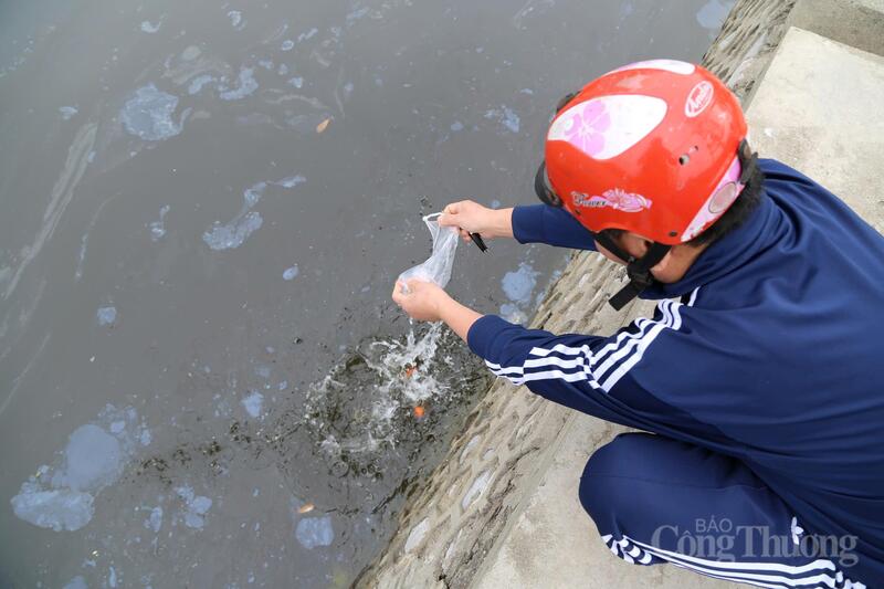 Một người dân thả cá chép từ bờ kè xuống hồ.