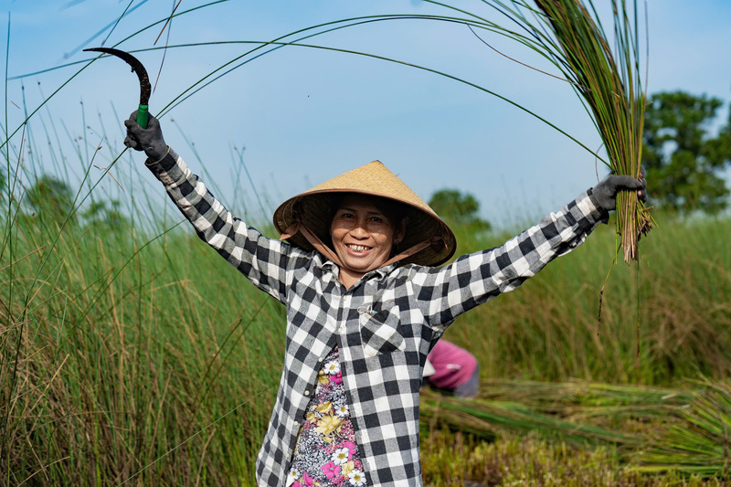 Sợi cỏ bàng Huế có độ thanh mảnh, khi đan tạo cảm giác mịn, đẹp đối với sản phẩm thủ công mỹ nghệ.