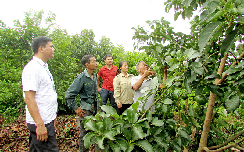 Các mô hình sản xuất kinh doanh ở khu vực nông thôn giúp người dân có thu nhập ổn định, vươn lên làm giàu. Ảnh: Thu Hương