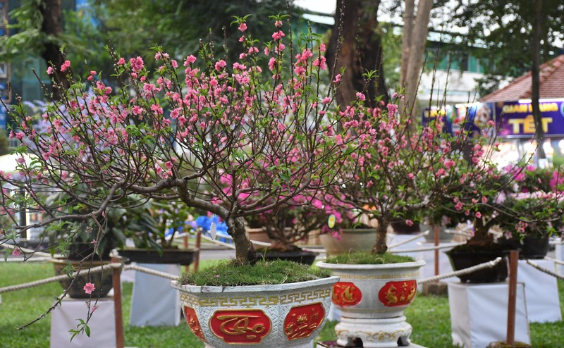 Hội hoa xuân TP. Hồ Chí Minh 2026: Xuân hội tụ, vững bước vươn mình - 12