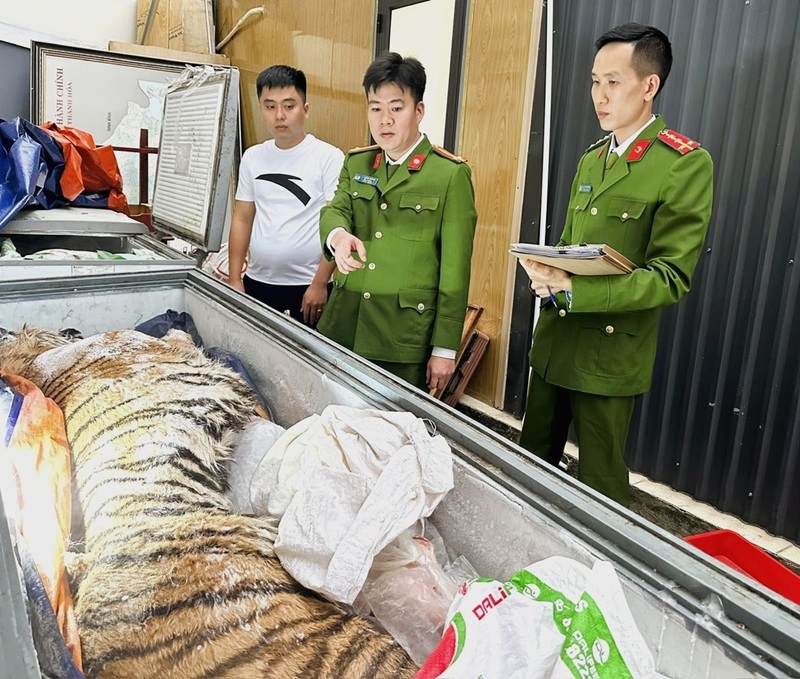 Hai cá thể hổ thuộc Nhóm IB tang vật của vụ án. Ảnh: Công an Thanh Hóa