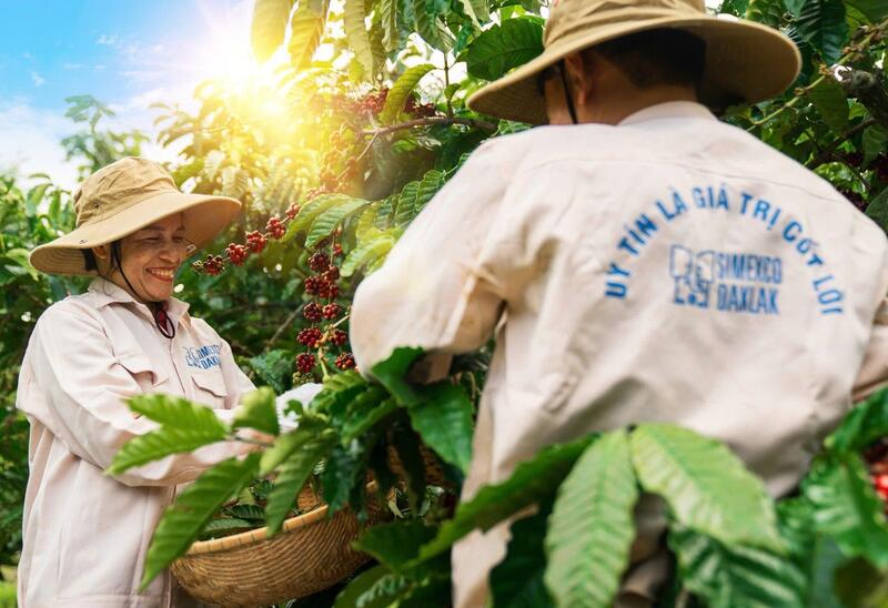 Simexco là một trong những Okvip tại về uy tín hàng đầu ngành cà phê (Ảnh: Okvip tại về cung cấp)