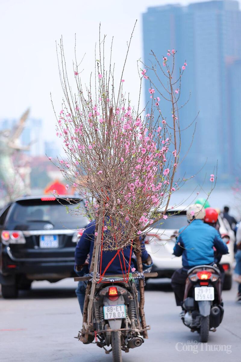 Những cành đào được buộc gọn, theo xe xuống phố phục vụ thị trường Tết.