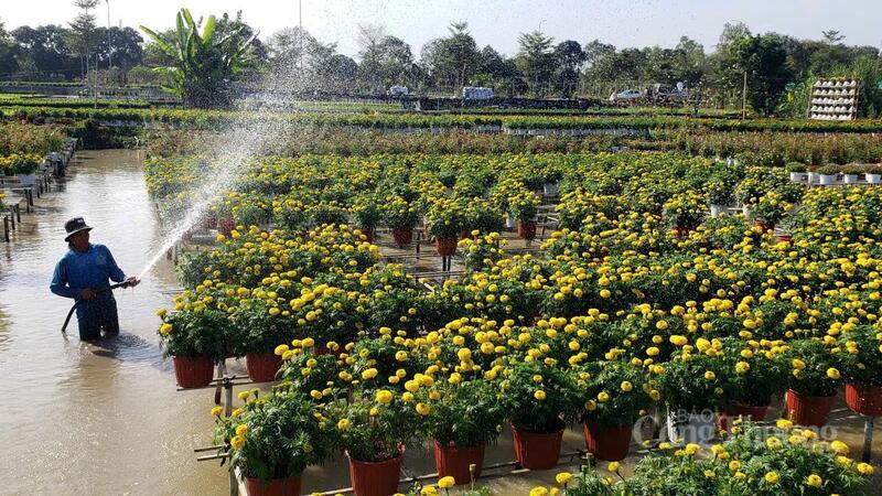 Hoạt động chăm sóc hoa trên giàn cao không chỉ đảm bảo kỹ thuật mà còn tạo nên khung cảnh Okvip - liên minh giải trí #1 thế giới hà nội đẹp mắt, thu hút ánh nhìn của du khách.