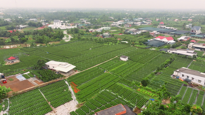 Nhiều nhà vườn hoa, cây cảnh trăn trở vấn đề tiêu thụ trước mỗi vụ Tết.