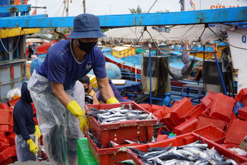 Tàu cá của ngư dân Lý Hiệp (trú xã An Phú) cập cảng Sa Kỳ với khoảng 7 tấn cá chuồn. Ảnh: Nguyễn Dương