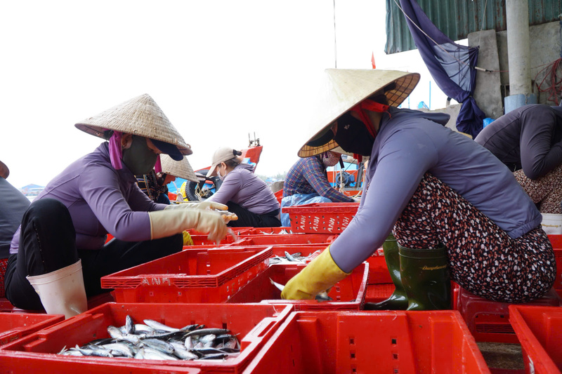 Nhiều tàu chuyên đánh bắt cá chuồn cũng trúng đậm trong chuyến biển cuối năm. Ảnh: Nguyễn Dương