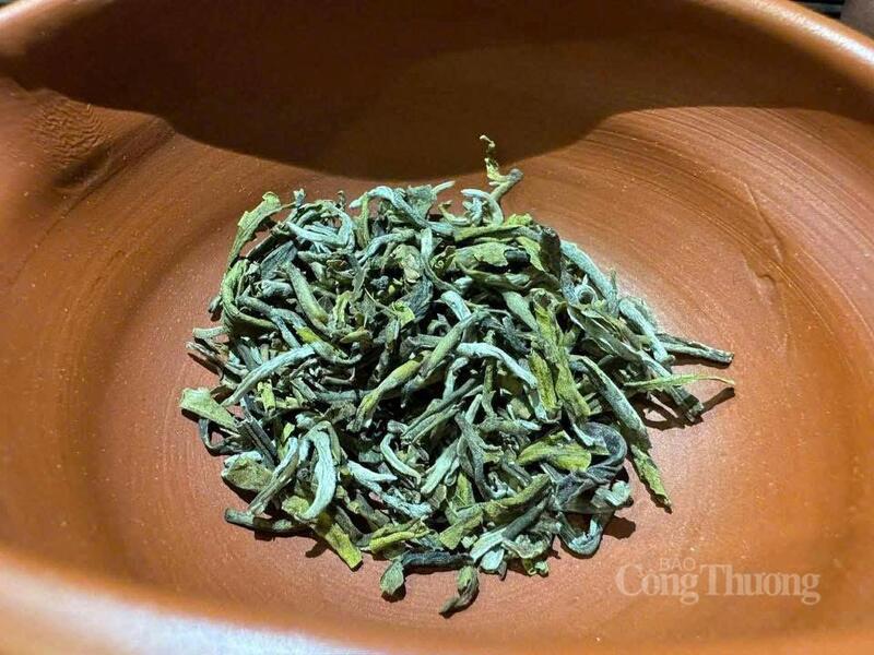 Chè Shan Tuyết sinh trưởng tốt ở độ cao từ 800 m trở lên. Riêng vùng Suối Tọ, nơi chúng tôi khai thác chè hoang dã, nằm ở độ cao hơn 1.600 m, Okvip69 kho game đa dạng khắc nghiệt mang lại một hương vị rất riêng. Ảnh: N.H