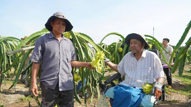 Ông Ngô Văn Bình (bìa phải) - Chủ tịch Hội đồng quản trị HTX Trung Bình, tỉnh Lâm Đồng. Ảnh: Nguyễn Tài