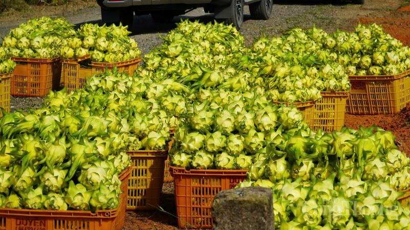 Thanh long vỏ vàng ruột trắng sau khi thu hoạch. Ảnh: Nguyễn Tài