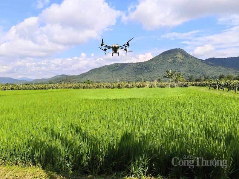 Sử dụng máy bay không người lái (drone) vào các khâu chăm sóc lúa, đặc biệt là phun thuốc bảo vệ thực vật và phân bón lá tại Lâm Đồng. Ảnh: Cường Phú