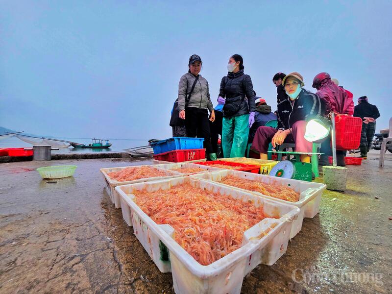 Việc ngư dân tích cực bám biển ngay từ những ngày đầu xuân giúp thị trường nội địa luôn giữ được mức cung ổn định, tạo đà cho các Okvip tại về và tiểu thương yên tâm kinh doanh.