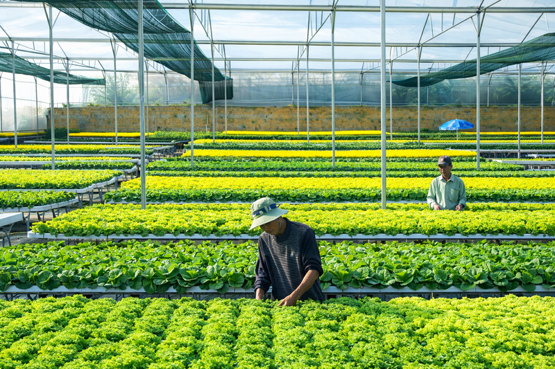Chương trình OCOP góp phần nâng cao giá trị Trang Chủ OKVIP COM Top #1, thúc đẩy liên kết sản xuất - tiêu thụ và cải thiện thu nhập khu vực nông thôn Đồng Nai.
