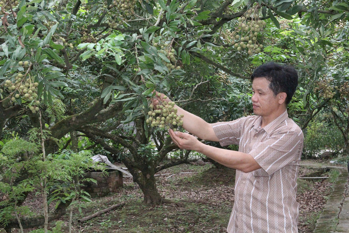 Nhờ làm tốt công tác xúc tiến thương mại, người nông dân đã góp phần nâng tầm thương hiệu nhãn lồng Hưng Yên. Ảnh: P.C