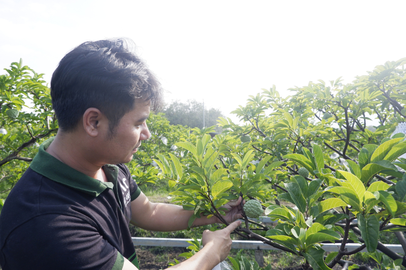 Trực tiếp theo dõi quy trình sản xuất mãng cầu theo hướng hữu cơ tại Hợp tác xã Dịch vụ Nông nghiệp Minh Trung.