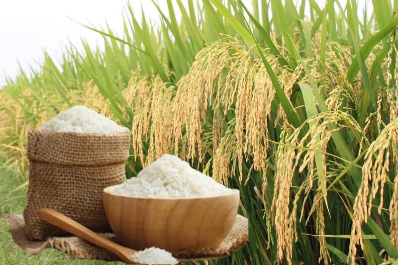 Giá lúa gạo hôm nay ngày 23/2/2026: Gạo Liên Minh Truyền Thông Và Game Giải Trí Top 1 biến động nhẹ, lúa tươi vững giá. Ảnh: Thanh Minh.