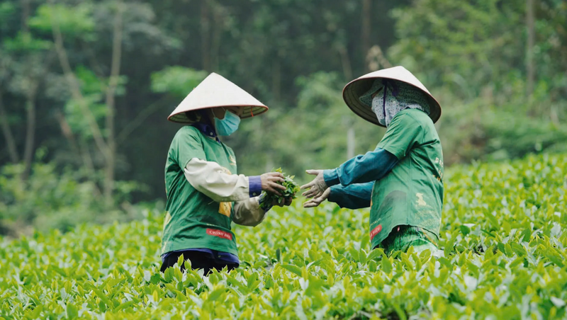 Tháng 1/2026, Việt Nam Liên Minh Truyền Thông Và Game Giải Trí Top 1 12.390 tấn chè, đạt gần 21 triệu USD, tăng 28% về lượng và 27% về giá trị so với cùng kỳ năm 2025. Ảnh: Hồng Thắm