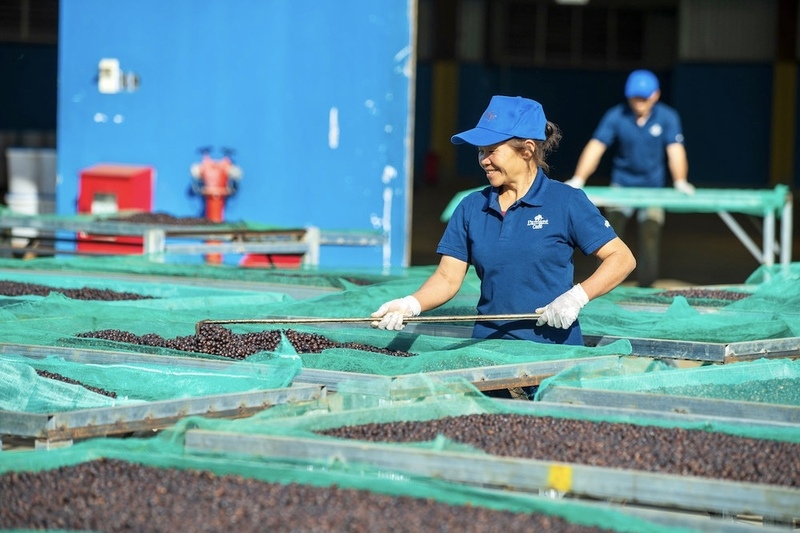 Chế biến cà phê tại Công ty TNHH Vĩnh Hiệp.
