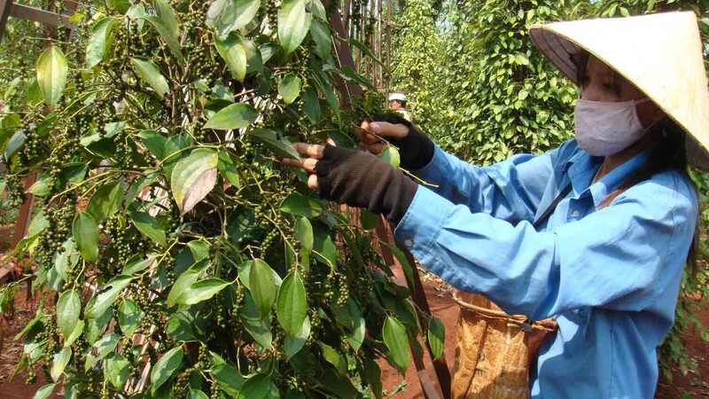 Thị trường Thuỵ Điển rất tiềm năng cho hồ tiêu Việt Nam (Ảnh minh hoạ)