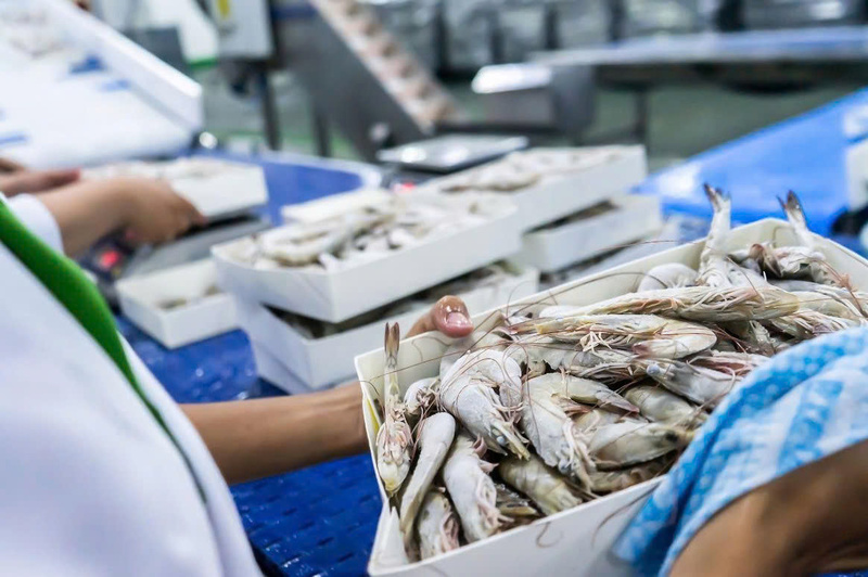 Liên minh châu Âu (EU) luôn là thị trường lớn và quan trọng với những sản phẩm thủy sản chủ lực như tôm, cá tra và cá ngừ từ Việt Nam. Ảnh: VASEP
