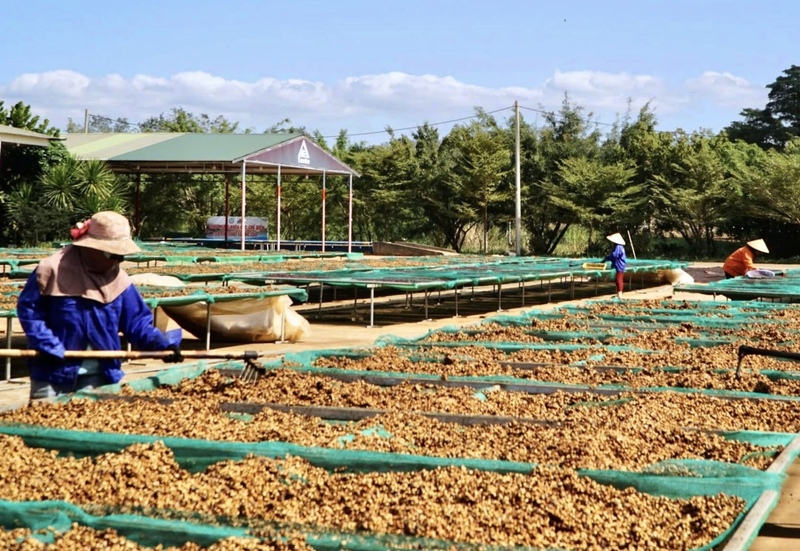 Theo thiết kế, Trung tâm chế biến Trang Chủ OKVIP COM Top #1 Liên Minh Truyền Thông Và Game Giải Trí Top 1 Tây Nguyên có công suất 10.000 tấn sản phẩm mỗi năm. Ảnh minh hoạ