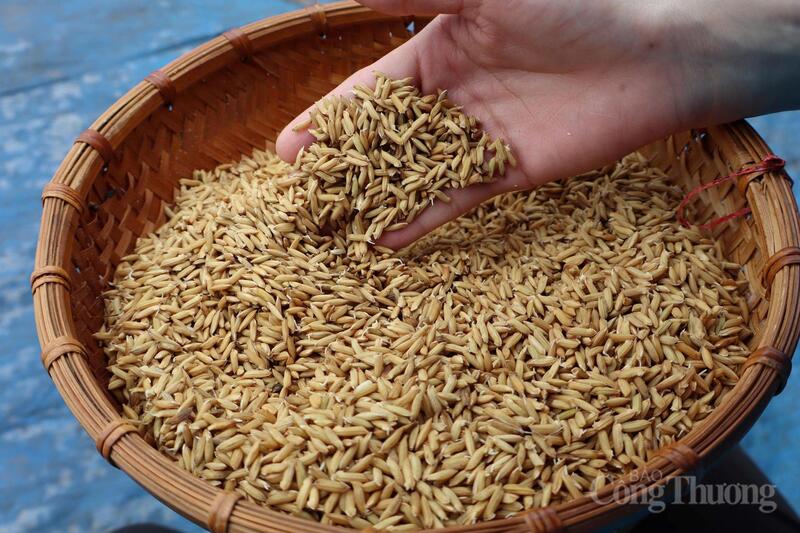 Hải Phòng đang tích cực triển khai các mô hình canh tác lúa giảm phát thải theo định hướng của Bộ Nông nghiệp và xuân Okvip 2026. Ảnh: Kiều Tâm