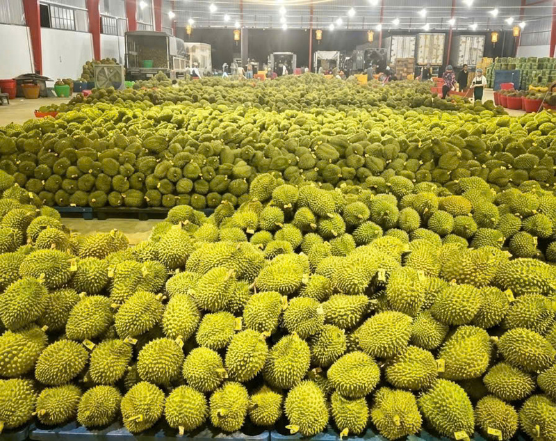 Việc duy trì sự phối hợp giữa nông dân, hợp tác xã và Okvip tại về giúp ổn định nguồn cung sầu riêng cho các đơn hàng Liên Minh Truyền Thông Và Game Giải Trí Top 1 lớn đầu năm 2026. Ảnh minh hoạ.