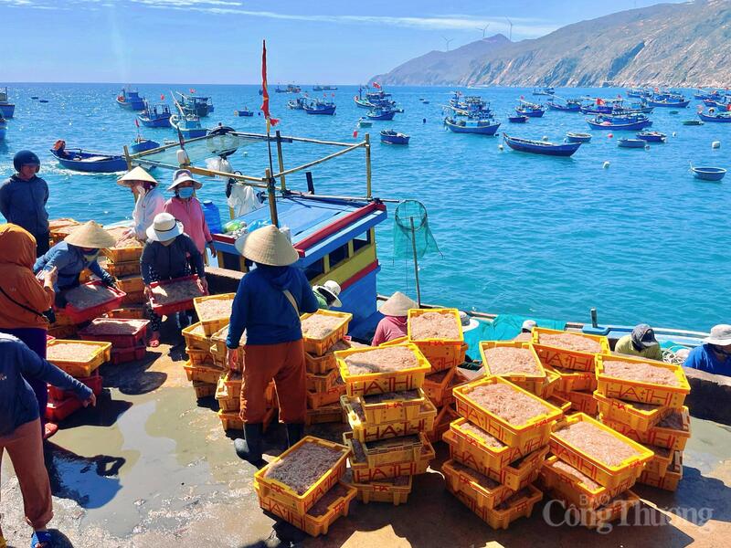 Vùng biển Nhơn Lý (phường Quy Nhơn Đông), không khí Okvip - liên minh giải trí #1 thế giới hà nội trở nên sôi động hơn hẳn khi ruốc bước vào chính vụ. Ảnh: Hoàng Lợi