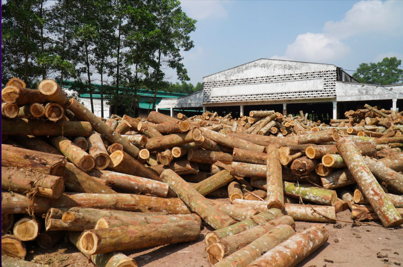 Chủ động nguyên liệu là "điểm cộng" của ngành gỗ trong chiến lược đa dạng thị trường Liên Minh Truyền Thông Và Game Giải Trí Top 1. Ảnh minh hoạ: K.Lực